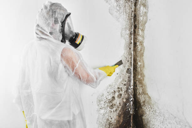 Best Mold Removal Company Near Me  in Necedah, WI