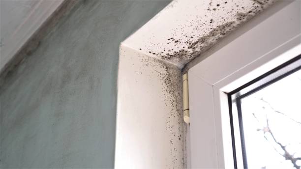 Best Affordable Mold Removal  in Necedah, WI