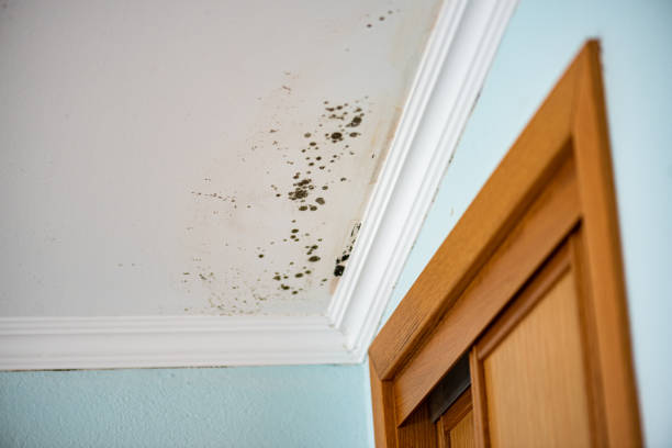 Best Toxic Mold Removal  in Necedah, WI