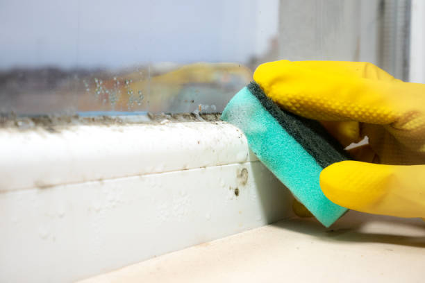 Best Mold Testing  in Necedah, WI