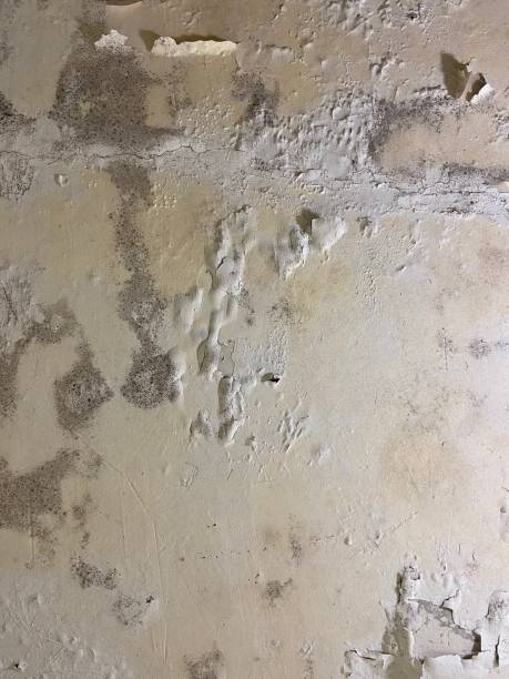 Home Mold Removal in Necedah, WI