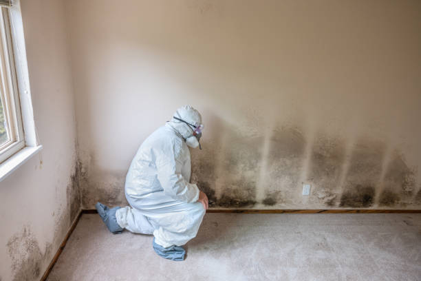 Best Mold Remediation Services  in Necedah, WI