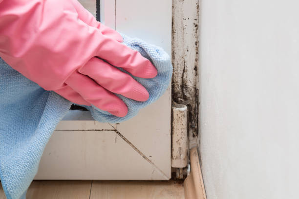 Best Certified Mold Removal  in Necedah, WI